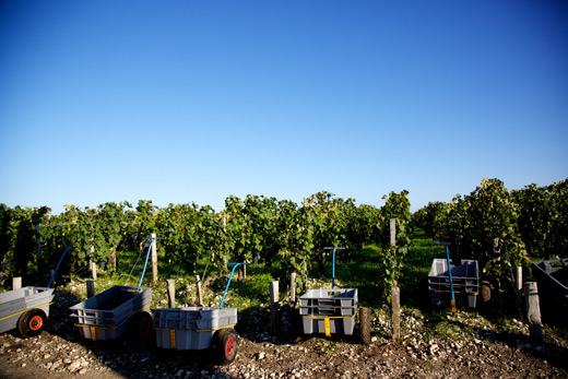 Chateau Mouton Rothschild harvest 2016