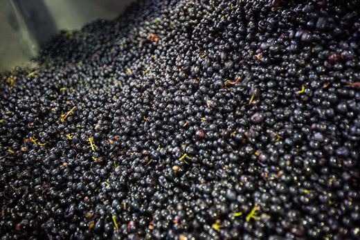 Chateau Mouton Rothschild harvest 2016