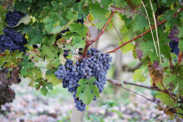 Chateau Mouton Rothschild harvest 2017