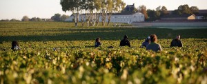 Harvest at Château Mouton Rothschild