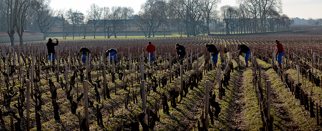 Everything at Mouton, from the tending of the vines to the bottling of the wines, is done by the best specialists