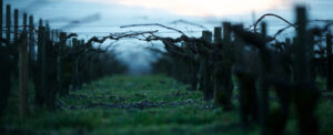 The vines at nightfall