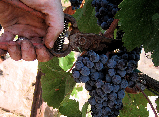 <p>The grapes are hand-picked, in order to select the best of them.</p>
