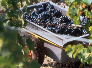 Vendanges Cagettes Mouton-Rothschild