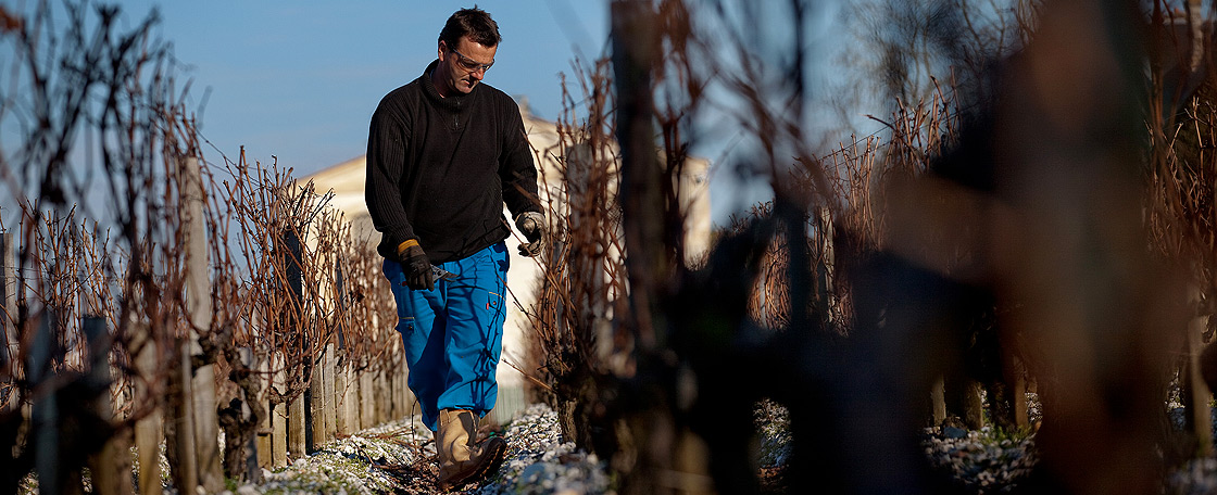 À Mouton, depuis les soins de la vigne jusqu’à la mise en bouteilles, toutes les opérations sont effectuées par les meilleurs spécialistes. 