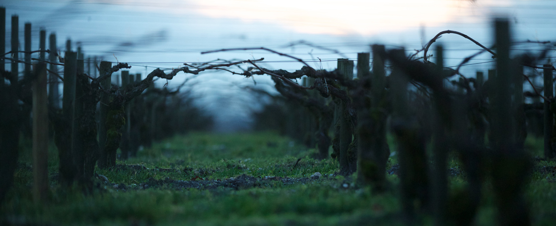 Le vignoble médocain est planté sur une étroite bande de terre, proche du fleuve qui l’irrigue en profondeur et modère les écarts de température. 