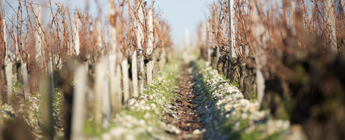 The thin and poor, gravelly soil extends down several metres over a clay-limestone base. 