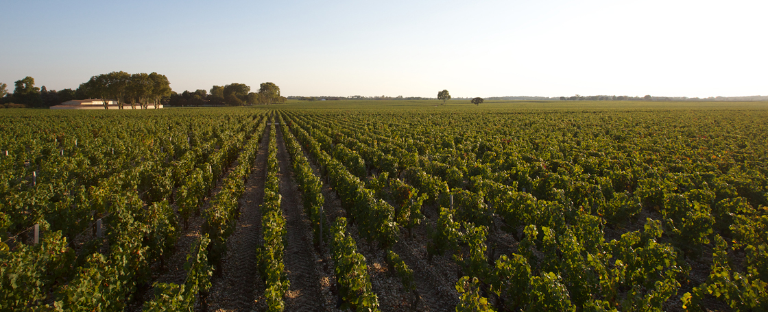 Château Mouton Rothschild compte 84 hectares de vignes au Nord-Ouest de Bordeaux, en bordure de la presqu’île du Médoc.