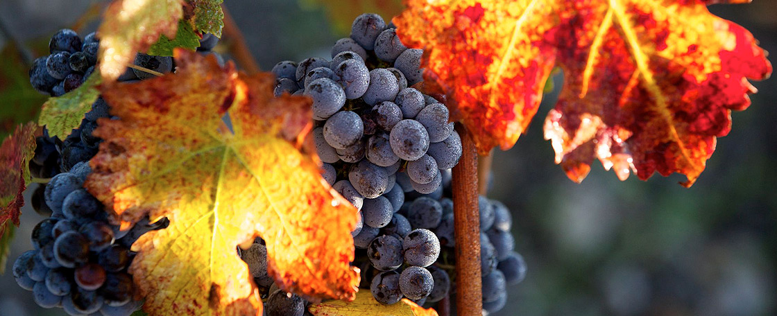 Le vignoble de Château Mouton Rothschild est planté en cépages typiques de la région.