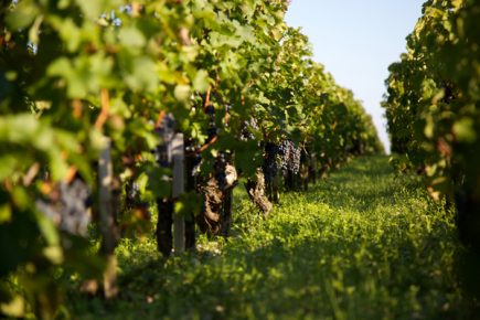 2018 harvest Chateau Mouton Rothschild