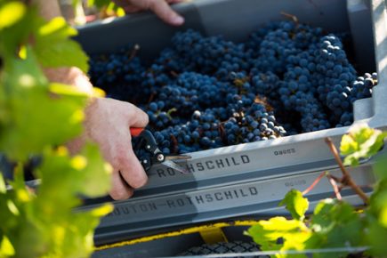 Chateau Mouton Rothschild harvest 2016