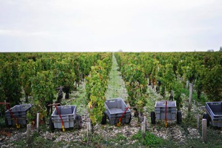 Chateau Mouton Rothschild harvest 2017