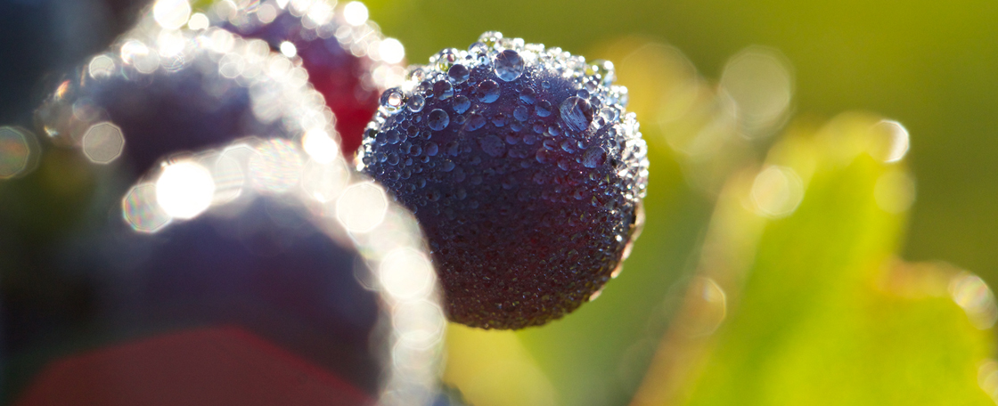 As with other top Médoc wines, the vineyard is densely planted.